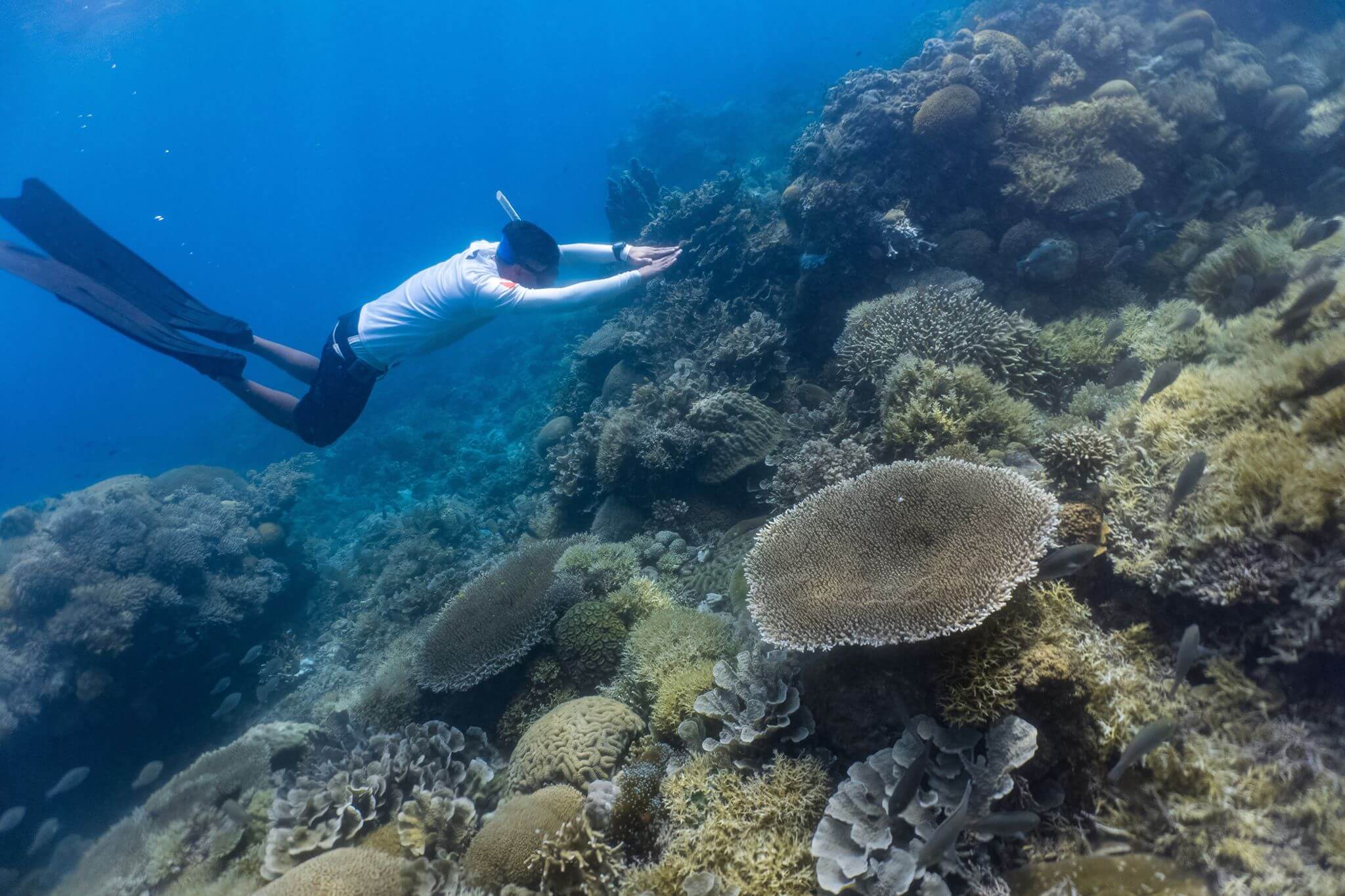 Freediving Courses Philippines