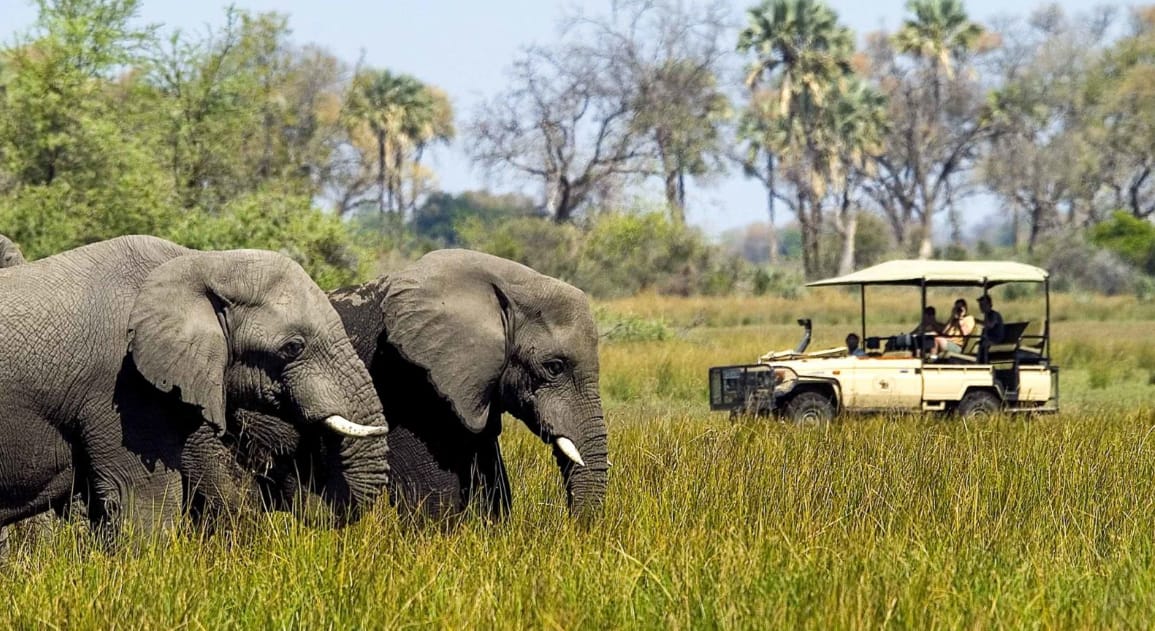 African safari vacation